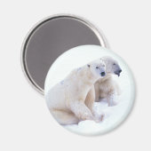 Aimant Duo d'ours polaire (Recto/Verso)
