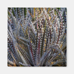 Aimant Dyckia délice