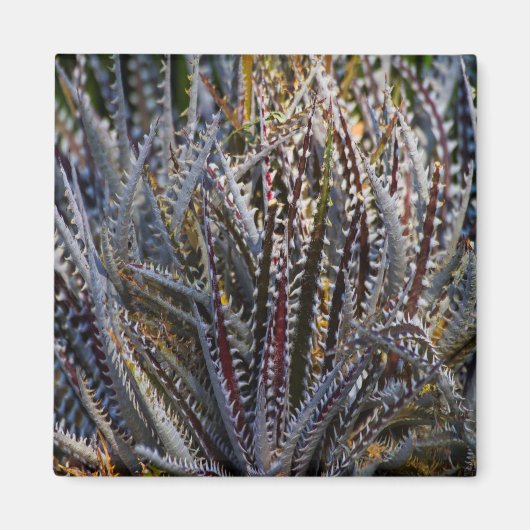 Aimant Dyckia délice (Devant)