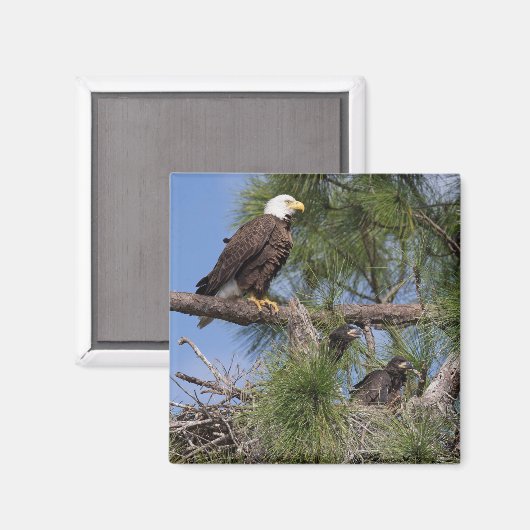 Aimant E10 et E11 (Recto/Verso)