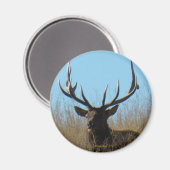 Aimant E26 Bull Elk Laying in the Weeds (Recto/Verso)