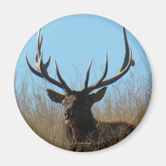 Aimant E26 Bull Elk Laying in the Weeds (Devant)