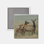 Aimant E61 Vache Wapiti et Jeune (Recto/Verso)