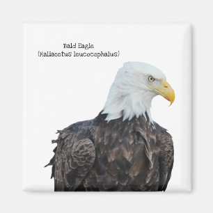 Aimant Eagle chauve