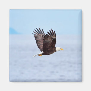 Aimant Eagle en vol