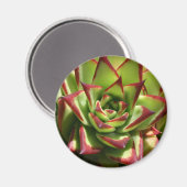 Aimant Echeveria (Recto/Verso)