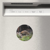 Aimant Echidna (In Situ (Lave-vaisselle))