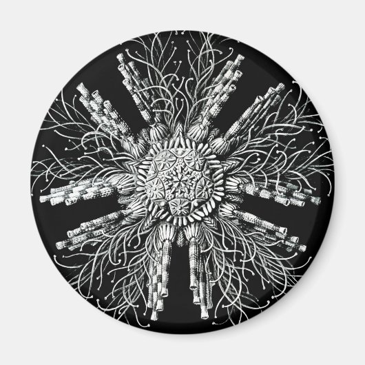 Aimant Echinidea (Devant)