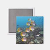 Aimant École d'angelfish (Recto/Verso)