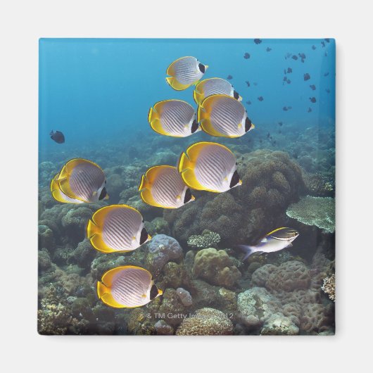 Aimant École d'angelfish (Devant)