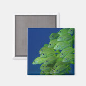 Aimant Ecole de grunts bleus français et marguerites (Recto/Verso)