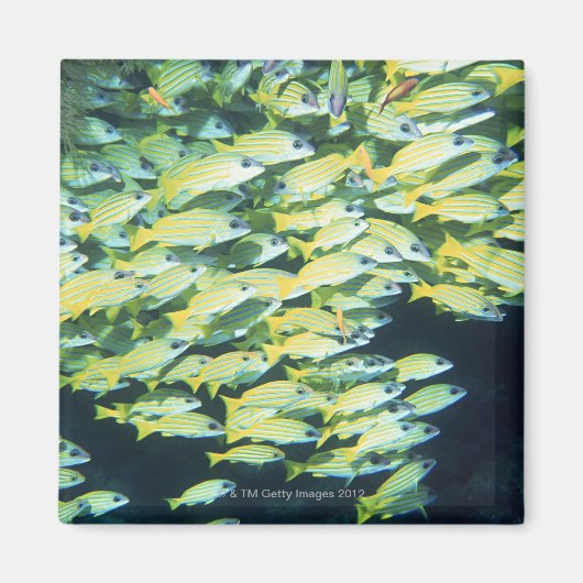 Aimant École de poissons (Devant)