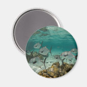 Aimant École de poissons permis (Recto/Verso)