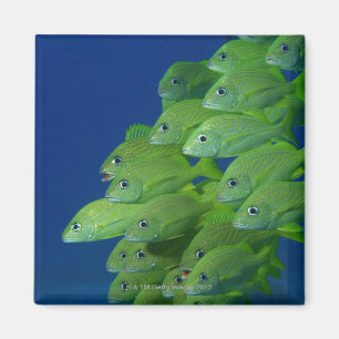 Aimant École du français bluestriped et des grognements