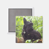 Aimant Écossais Terrier de "Duide" (Recto/Verso)