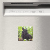 Aimant Écossais Terrier de "Duide" (In Situ (Lave-vaisselle))