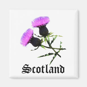 Aimant Ecosse, chardon