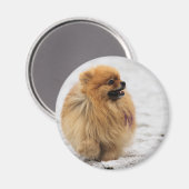 Aimant Écran #3 - Poméranien (Recto/Verso)