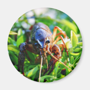 Aimant Écrevisses de Crawdads d'écrevisses