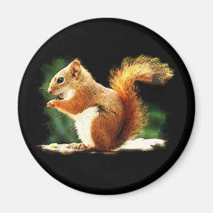 Aimant Écureuil
