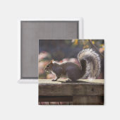 Aimant Écureuil (Recto/Verso)