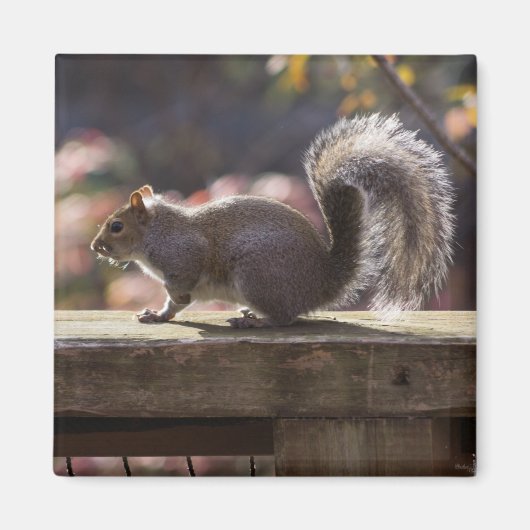 Aimant Écureuil (Devant)