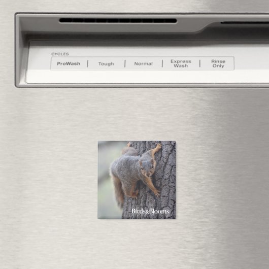 Aimant Écureuil (In Situ (Lave-vaisselle))