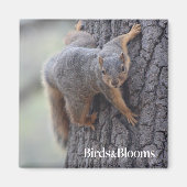 Aimant Écureuil (Devant)