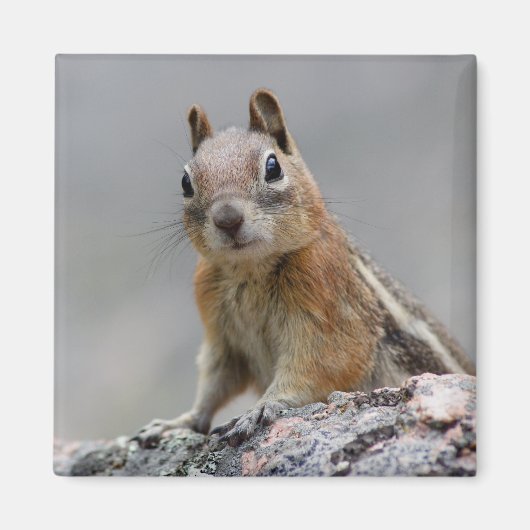 Aimant écureuil (Devant)