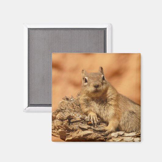 Aimant Écureuil au sol (Recto/Verso)