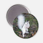 Aimant - Écureuil blanc (Recto/Verso)