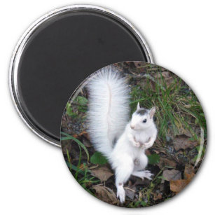 Aimant - Écureuil blanc