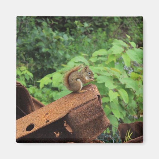 Aimant Écureuil de Camo (Devant)