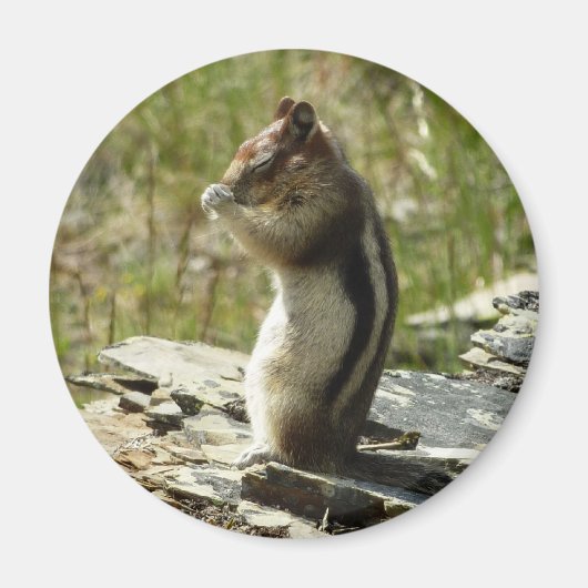 Aimant Écureuil de fond à manteau doré au parc Glacier (Devant)