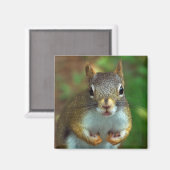 Aimant Écureuil de pin (Vous Avez Des Noix ?) (Recto/Verso)