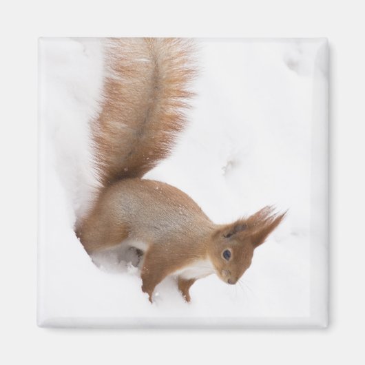 Aimant Écureuil d'hiver (Devant)