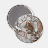 Aimant Écureuil d'hiver, neige et baies rouges Conception (Recto/Verso)