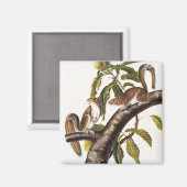 Aimant Écureuil gris de Caroline (Sciurus Carolinensis) (Recto/Verso)