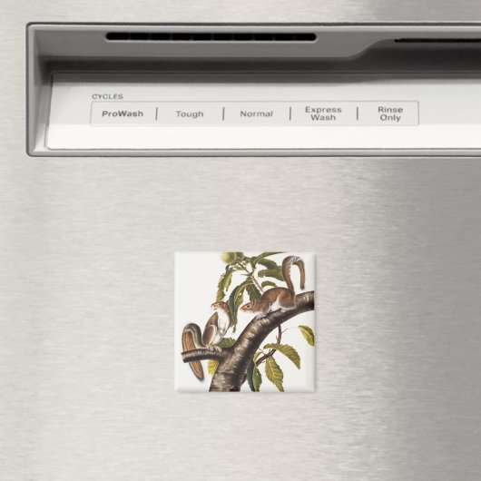 Aimant Écureuil gris de Caroline (Sciurus Carolinensis) (In Situ (Lave-vaisselle))