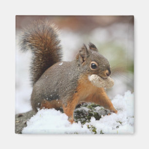 Aimant Écureuil mignon dans la neige avec l'arachide