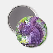 Aimant Écureuil pourpre (Recto/Verso)