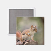 Aimant Écureuil rouge (Recto/Verso)