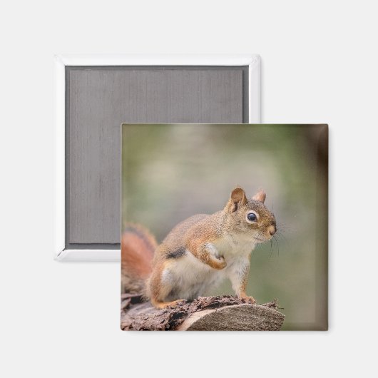 Aimant Écureuil rouge (Recto/Verso)