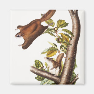 Aimant Écureuil volant de l'Oregon (Pteromys Origonensis)