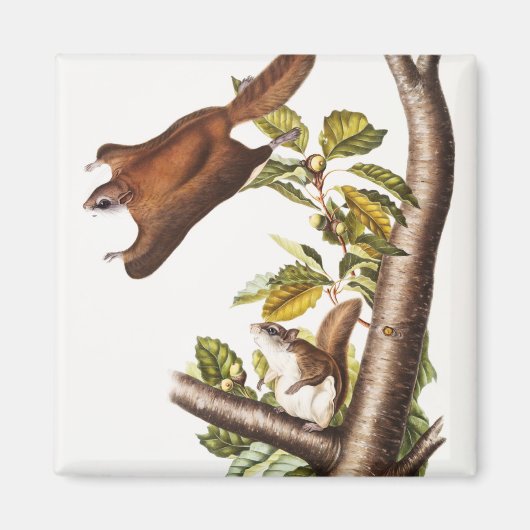 Aimant Écureuil volant de l'Oregon (Pteromys Origonensis) (Devant)