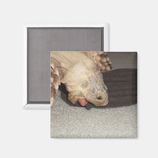 Aimant Ed et le Sock, Sulcata Tortoise 