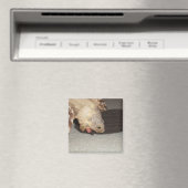 Aimant Ed et le Sock, Sulcata Tortoise  (In Situ (Lave-vaisselle))