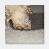 Aimant Ed et le Sock, Sulcata Tortoise  (Devant)