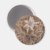 Aimant Edelweiss - Stella alpina (Recto/Verso)