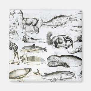 Aimant Edentata de cétacé